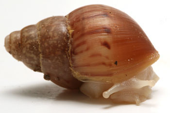 Lissachatina fulica albino body juvenil